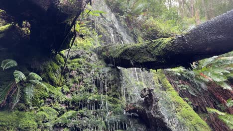 a mini waterfall in the forests of cape town, south africa