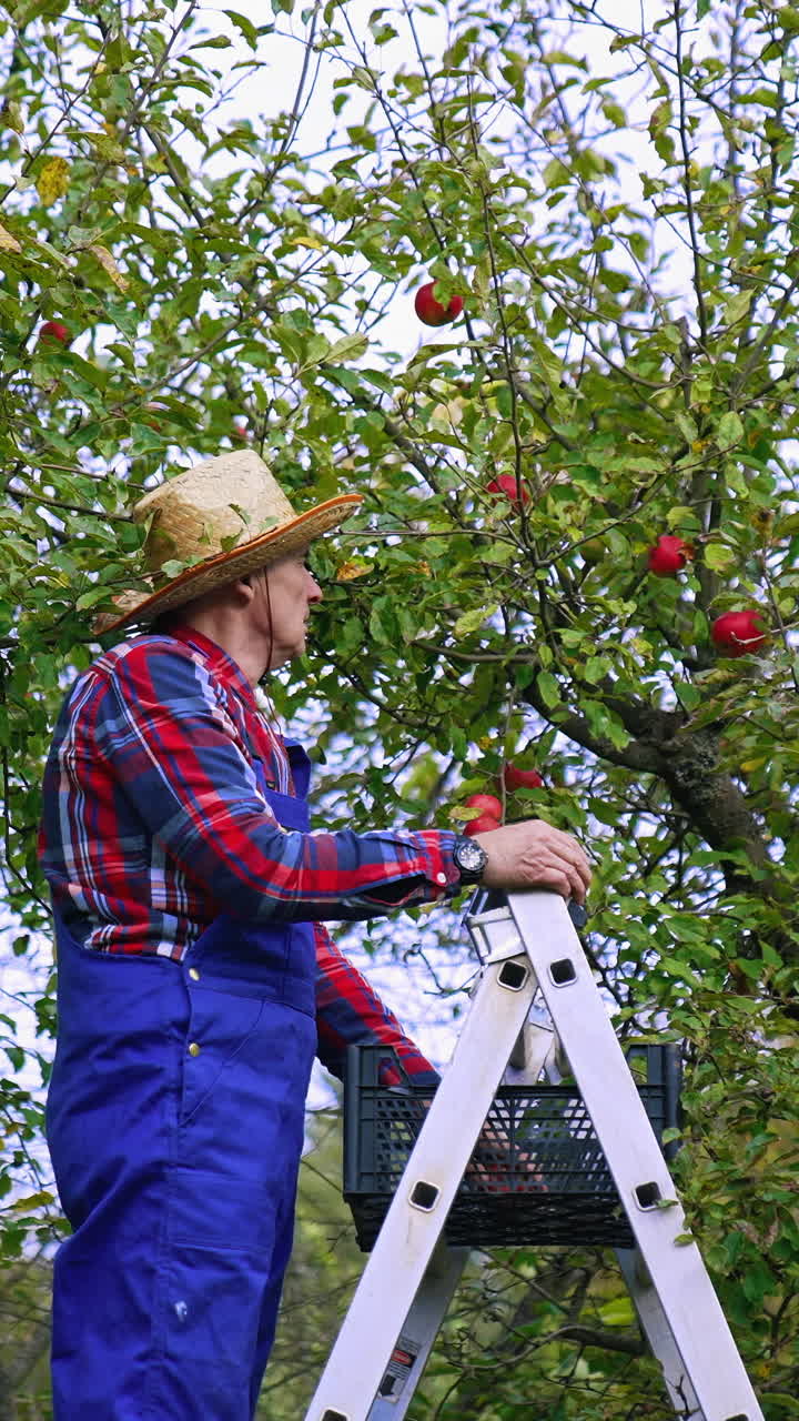 Harvesting fruit in autumn. Farmer collecting ripe apples into a box while standing on a ladder in the orchard. Worker picks up organic fruits from the tree.. Vertical video