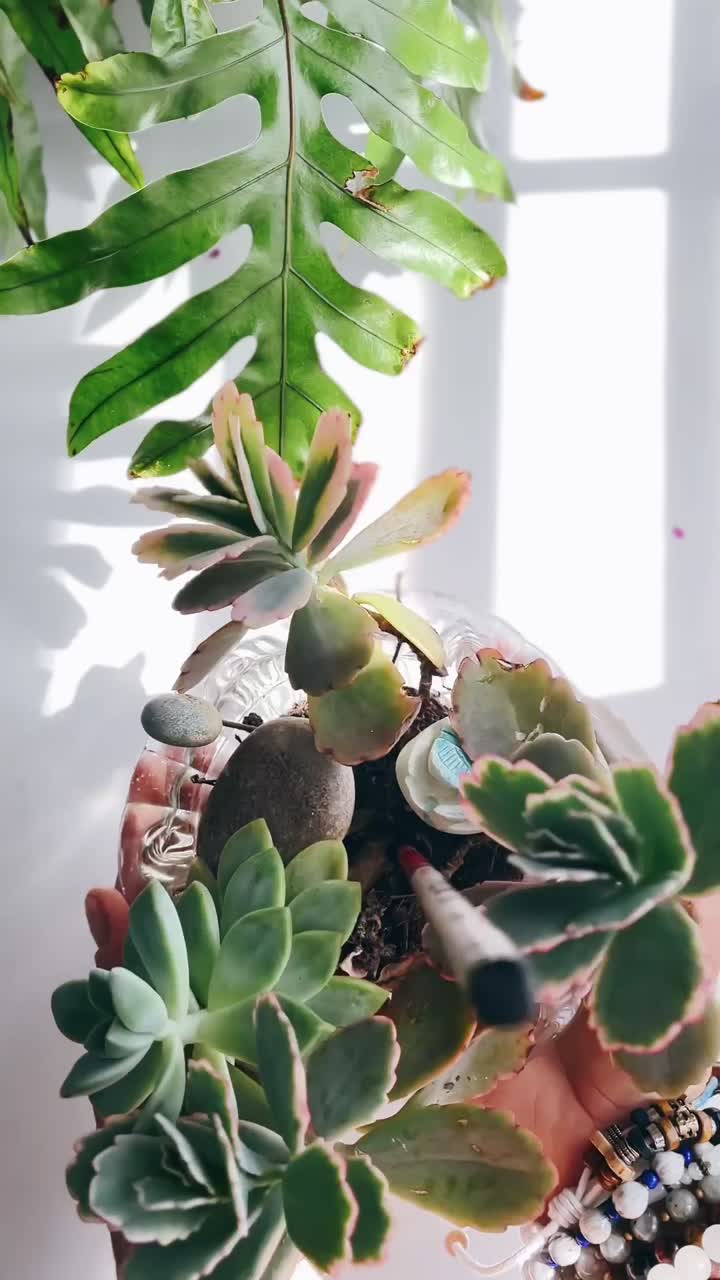 exhibición suculenta en las manos