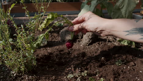 Gardener-in-a-greenhouse