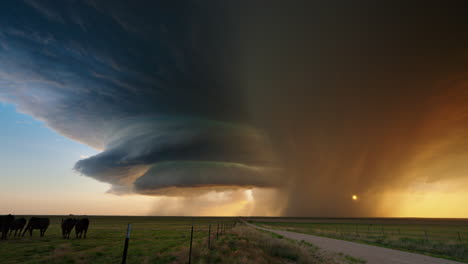 dramatic supercell thunderstorm with rain and cows at sunset