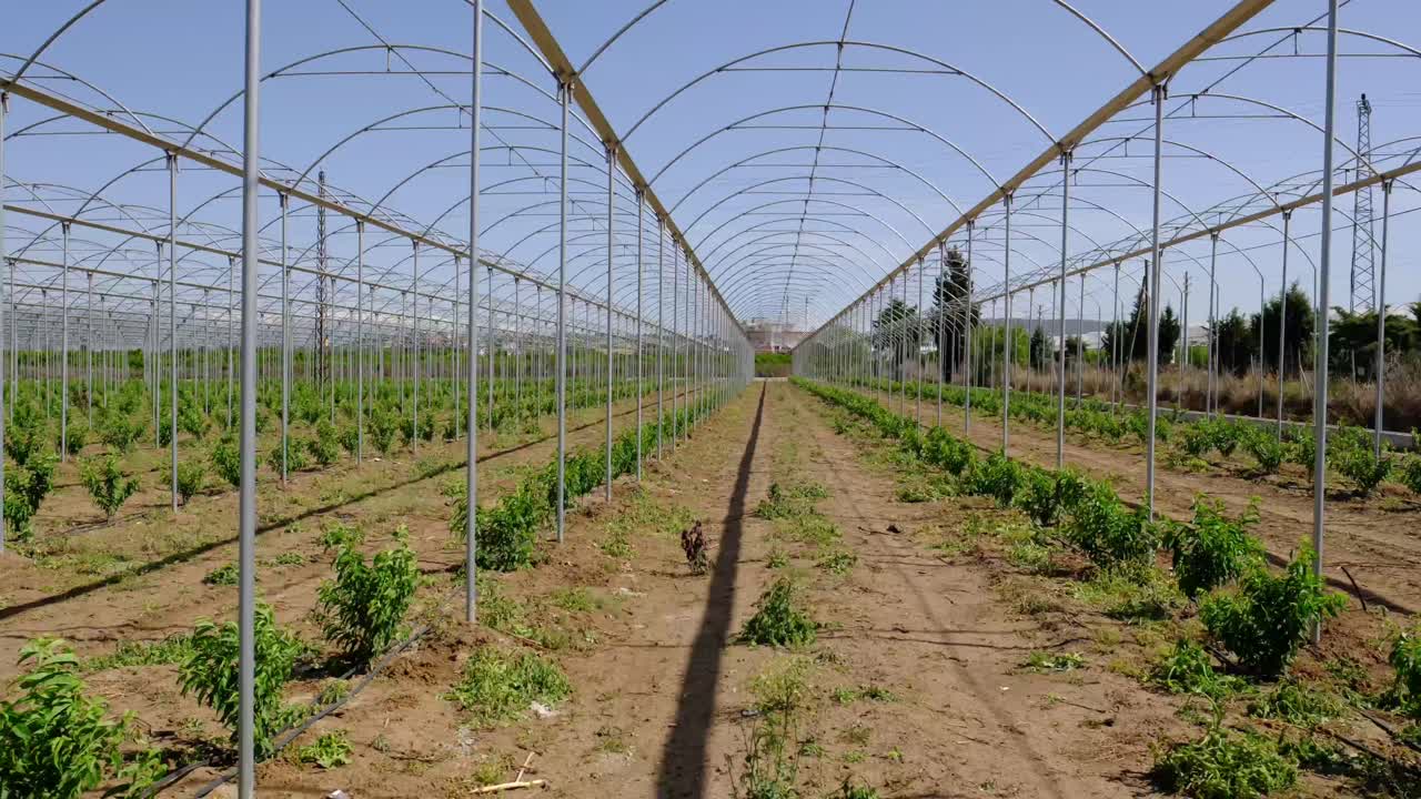 growth processes of fruits in the greenhouse