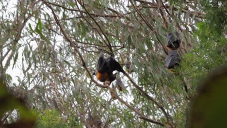 dos murciélagos frugívoros apareándose colgando boca abajo de la rama de un árbol, día ventoso maffra, victoria, australia