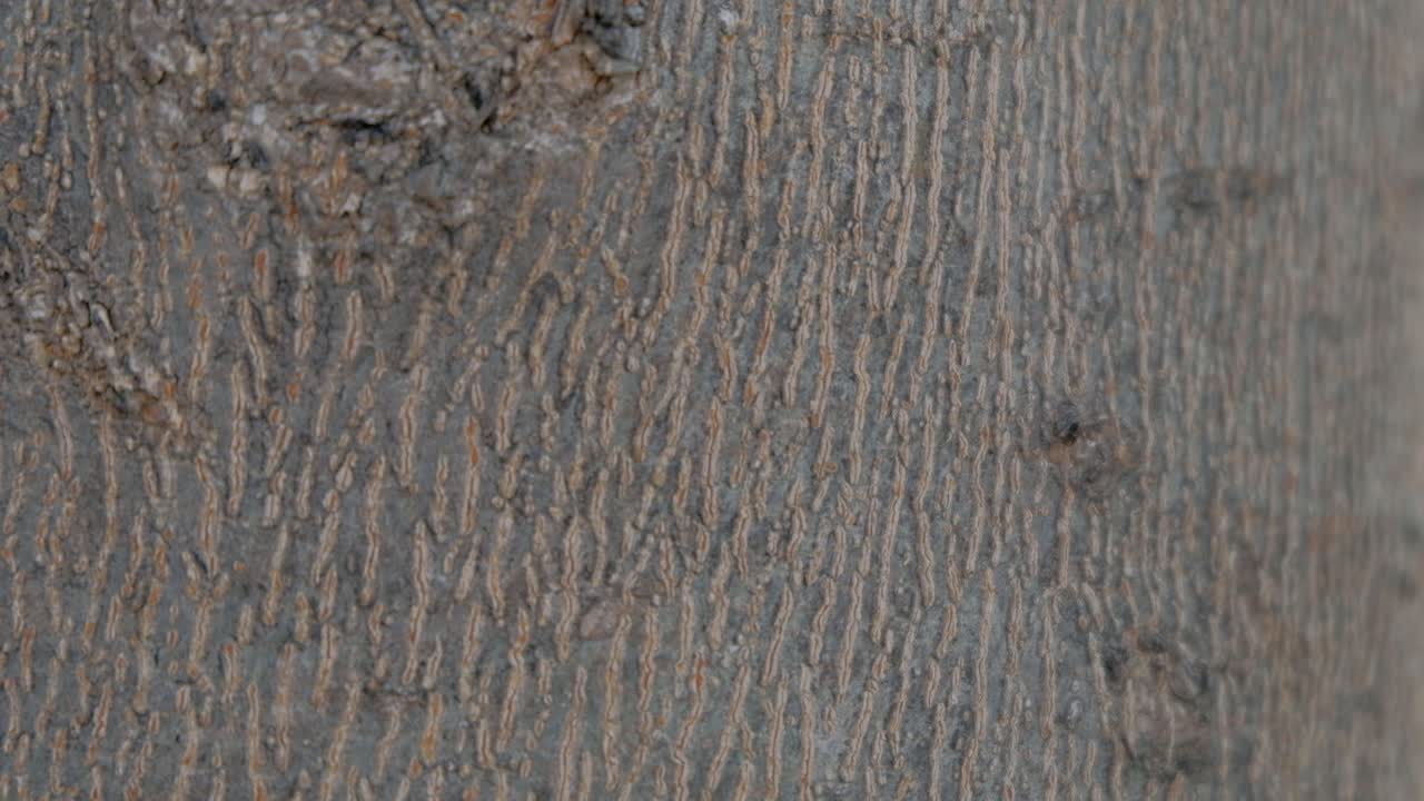 hormigas rápidas corriendo verticalmente en un tronco de árbol macro cerrar