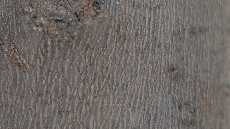 fast ants running vertically on a tree trunk macro close up