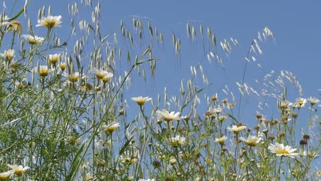 Flores-Silvestres-De-Margarita-Contra-El-Cielo-Azul-En-El-Prado-Rural,-ángulo-Bajo,-Cámara-Lenta