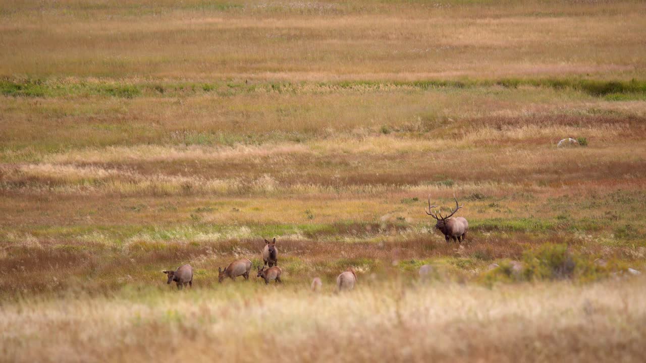 alces toros durante la rutina de los alces del otoño de 2021 en estes park, colorado