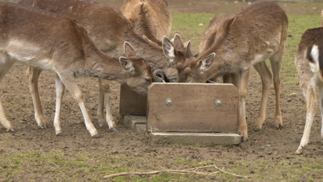 close up shot showing sweet deers eating food on farm during daytime -super slow motion