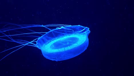 gelatina de cristal adulta, aldersladia magnificus, nuevo género y especie de hidromedusa nadando y flotando en el agua, emiten bioluminiscencia verde, proteína fluorescente verde alrededor del borde de su campana