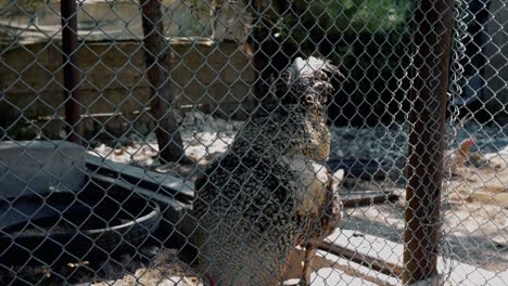 rooster closed on the catwalk, in a large hen house