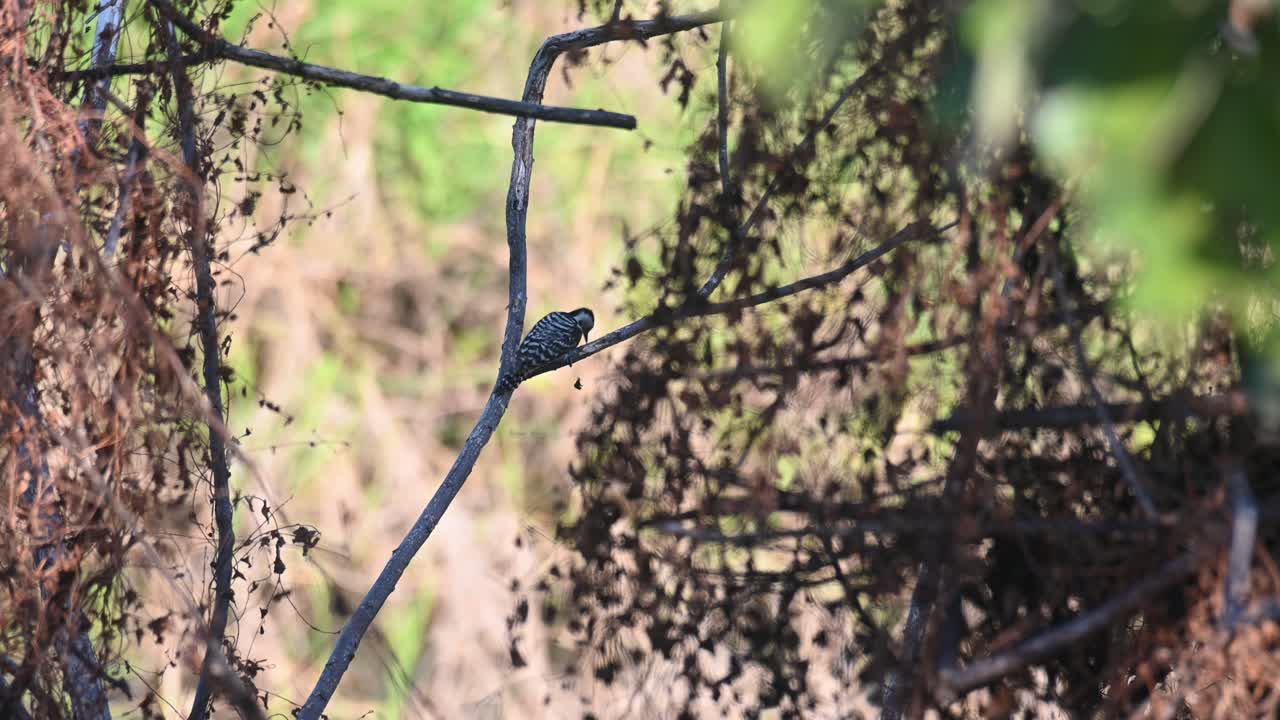 pájaro carpintero de pecho rayado dendrocopos atratus picoteando en una rama para algunas hormigas y otros insectos, tailandia