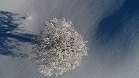 Single-tree-with-long-shadow-in-snowy-white-winter-landscape