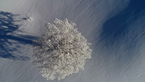 single tree with long shadow in snowy white winter landscape