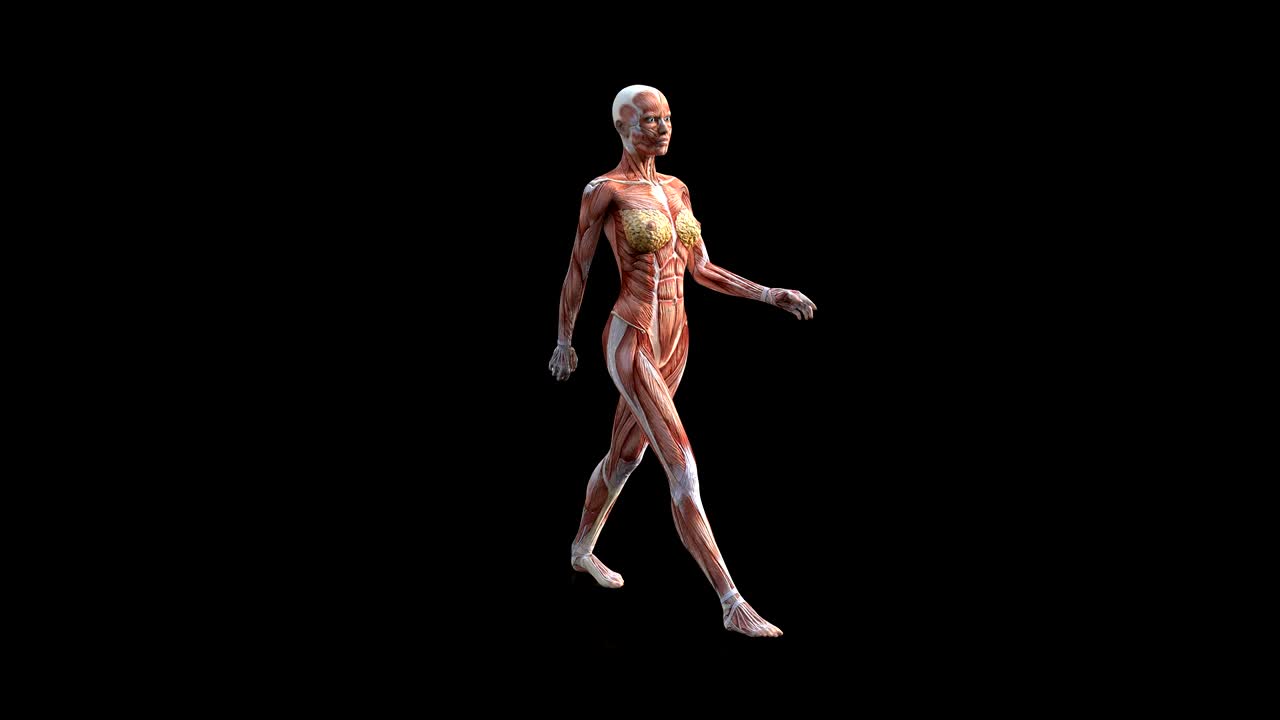 Ciclo di camminata con mappa muscolare del corpo umano