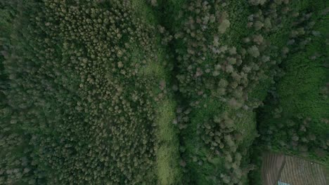 high bird's eye view over the dense jungle of indonesia