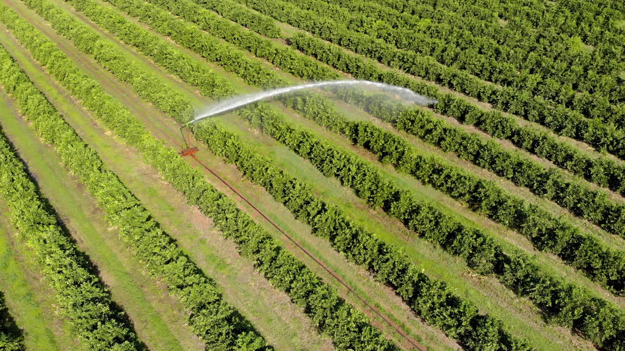 riego en plantaciones de naranjas en un día soleado en brasil