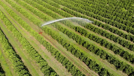 riego en plantaciones de naranjas en un día soleado en brasil