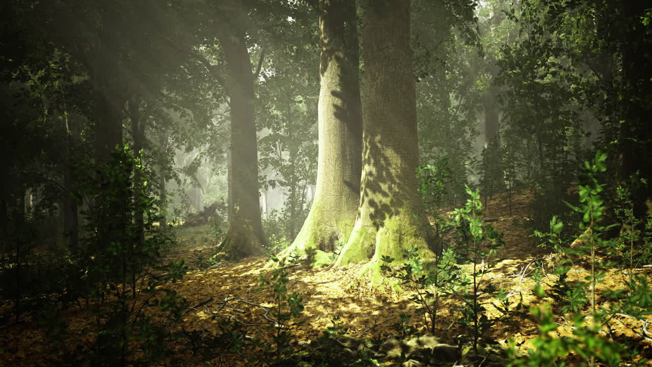 Light filtering through trees in an enchanting forest setting