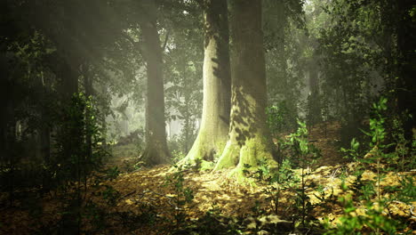 light filtering through trees in an enchanting forest setting