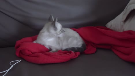 pequeño gato gris juega con una mosca sobre la manta roja