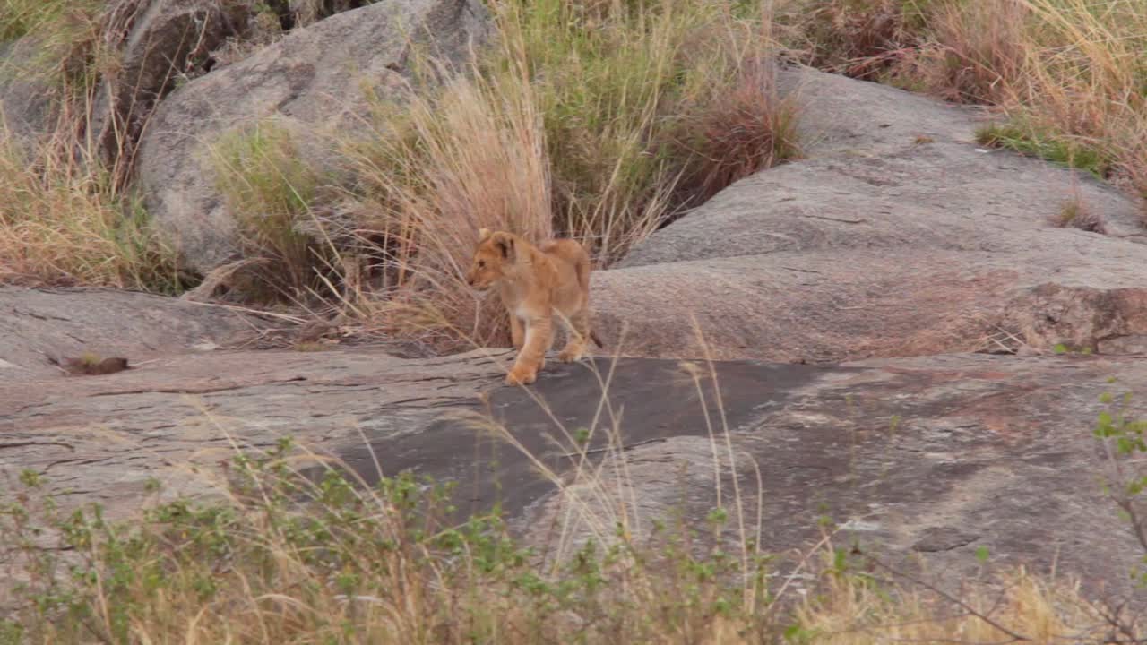 een baby leeuwenwelpje loopt op stenen op safari op de savanne van serengeti tanzania afrika