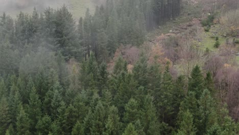 Morgendunst-über-Immergrünem-Wald