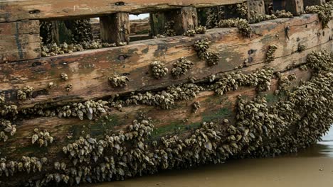 a weathered shipwreck adorned with marine life, showcasing the intricate relationship between nature and manmade structures, highlighted by barnacles clinging to aged wood