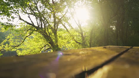 sunrise through the trees shining on picnic table