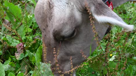 tight shot of a cow's head, the cow eats grass and plants with a cowbell in the swiss alps, wallis