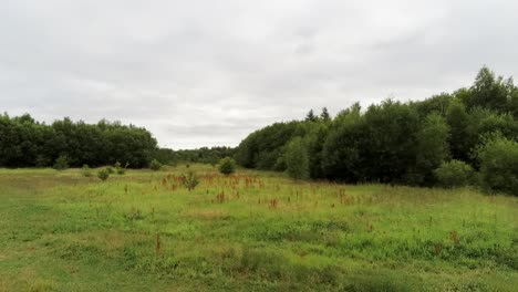 aerial view flying low across lush green heather grassland meadow wilderness towards forest woodland trees