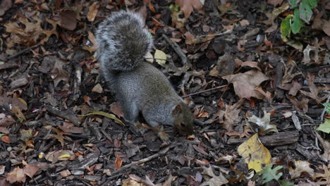 cute squirrel sniffs ground covered with brown leaves