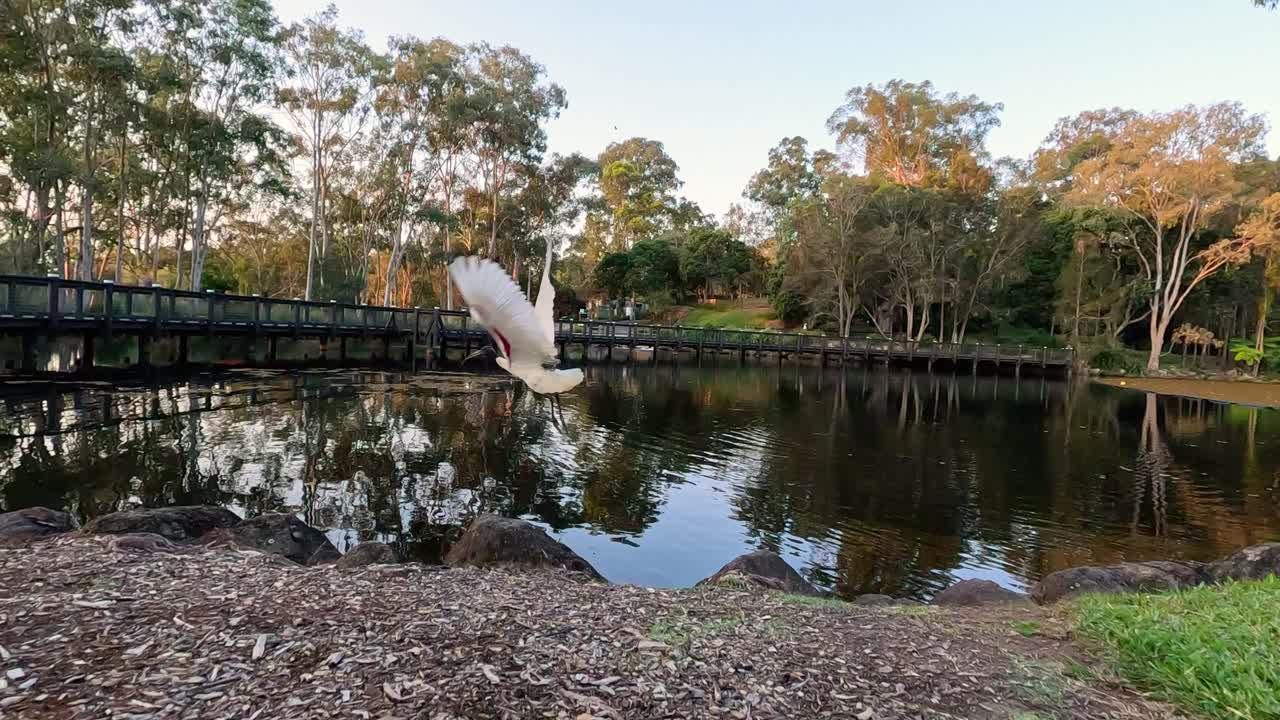 이비스 가 조용 한 연못 위 로 날아갑니다.