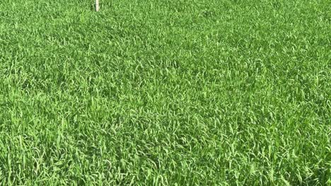 wheat crop field at the early stage