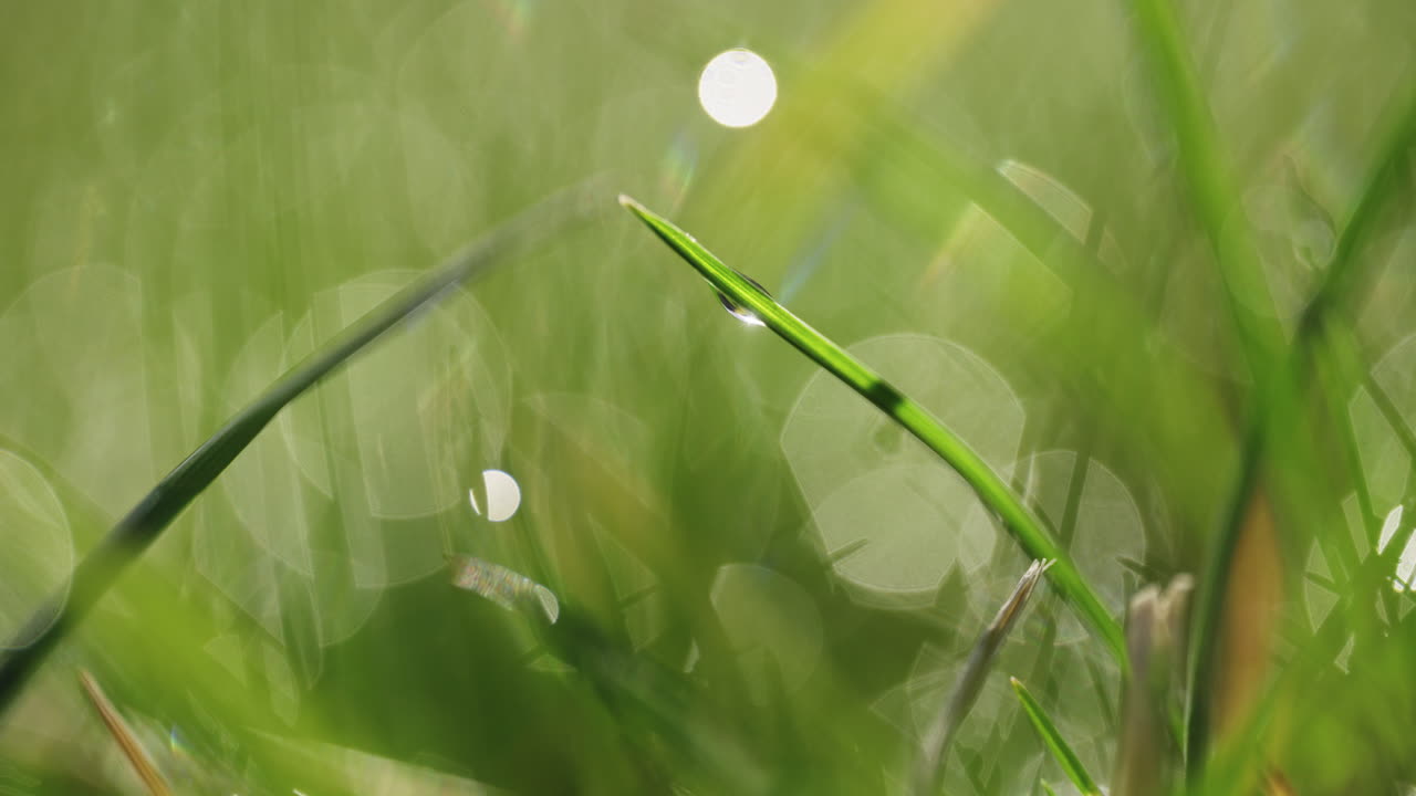 Macro shot of dew on grass