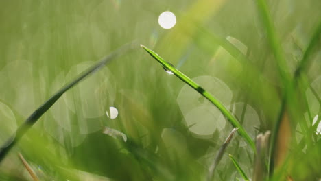 Macro-shot-of-dew-on-grass