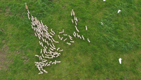 aerial top shot over lambs and ewes grazed sheep in pasture france