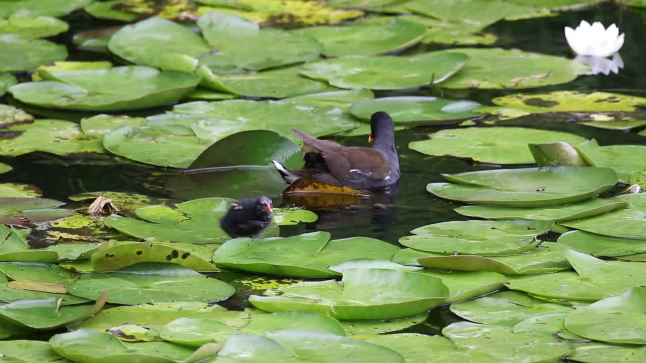 moorhen, gallinula chloropus, 릴리 패드 사이에 병아리 포함