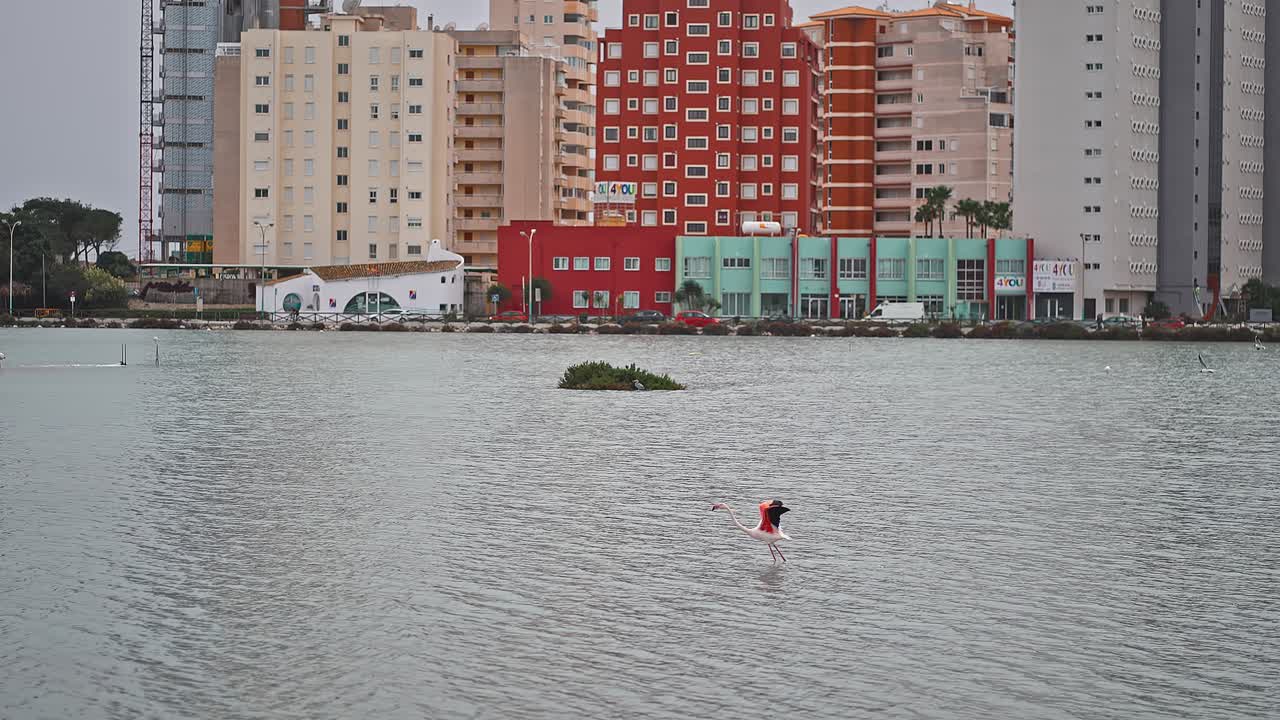 grupo de flamencos en un pequeño lago artificial en el centro de la ciudad en otoño, caminando y volando