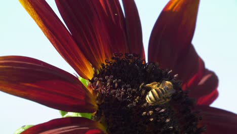 bee on a deep red sunflower