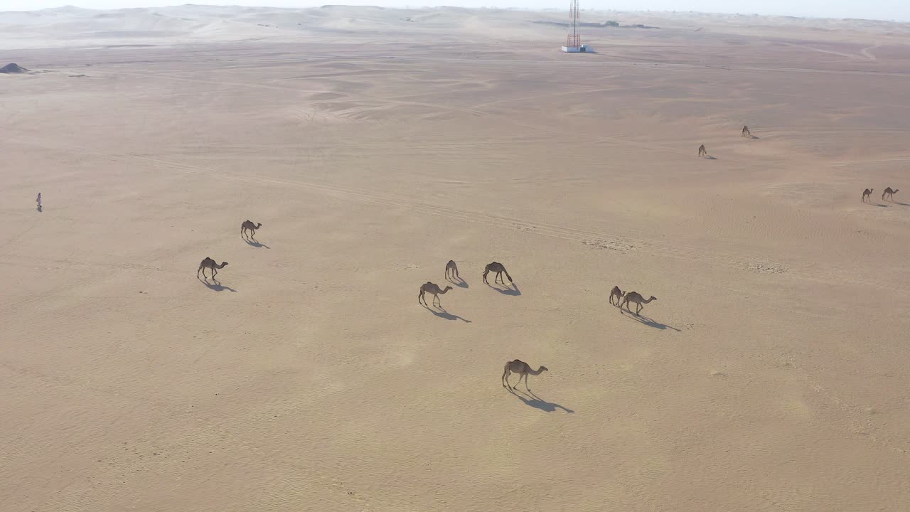toma aérea de un rebaño de camellos caminando lentamente en el desierto árabe seco y caliente