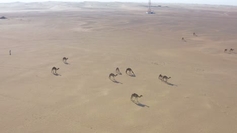 aerial drone shot of a camel herd walking slowly in the hot dry arabian desert