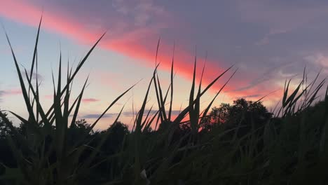 low angle view of a sunset or sunrise through pond reeds-4