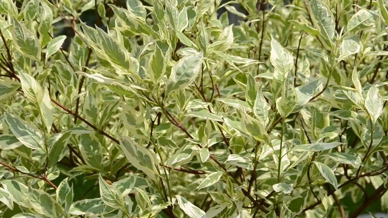 planta verde