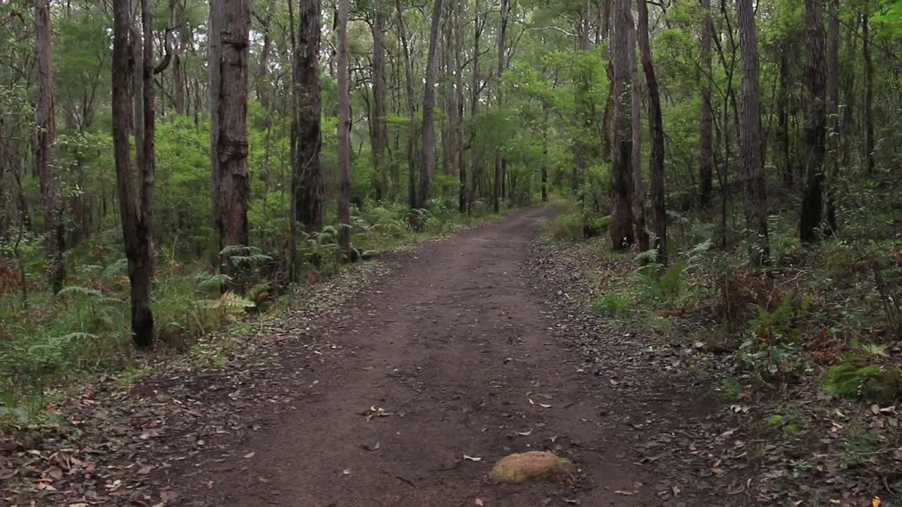 Nedovertilt av høye karritrær på skogssti, Margaret River Australia