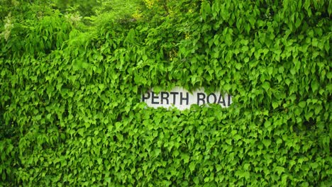 street sign across the road is covered by flora nature bushes barely seen what is written on there with cars passing by left and right hidden location in united kingdom