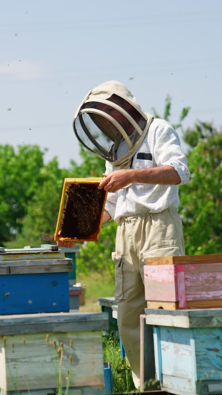 Apiarist wearing protective hat holds the frame in his hands. Beekeeper scratches the frame with the help of instrument. Nature backdrop. Vertical video