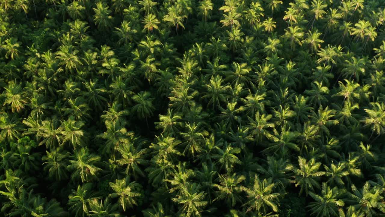 una isla llena de cocoteros verdes ubicada en la isla de fiji