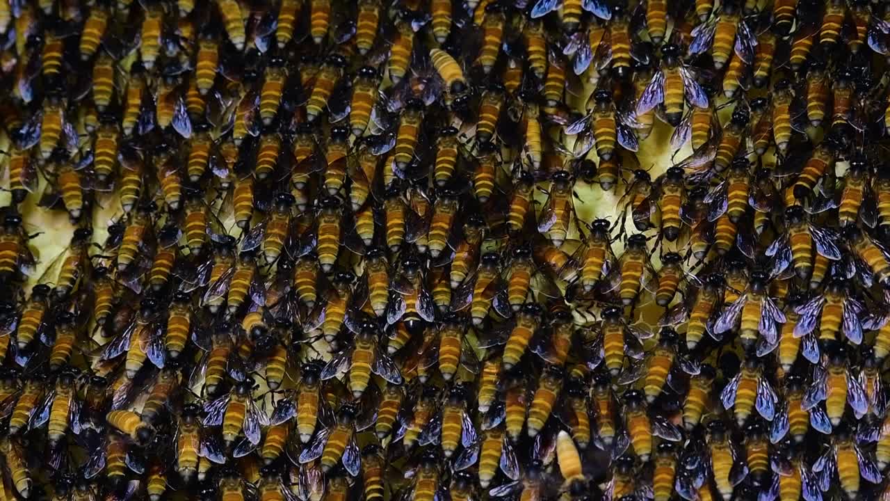 se sabe que las abejas melíferas gigantes construyen grandes colonias de nidos con bolsillos simétricos hechos de cera para almacenar miel como fuente de alimento.
