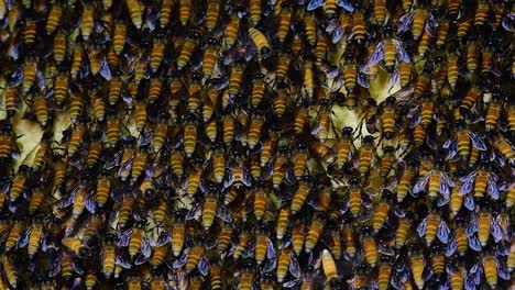 Es-Ist-Bekannt,-Dass-Riesige-Honigbienen-Große-Nestkolonien-Mit-Symmetrischen-Taschen-Aus-Wachs-Bauen,-In-Denen-Sie-Honig-Als-Nahrungsquelle-Speichern-Können