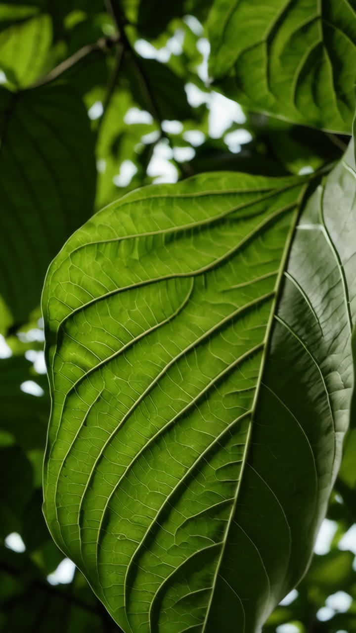 primer plano de las hojas verdes exuberantes